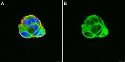 CD46 (Cyt2) Mouse anti-Human, Clone: 13G10, MilliporeSigma 25 &mu;L; Unconjugated:Antibodies,